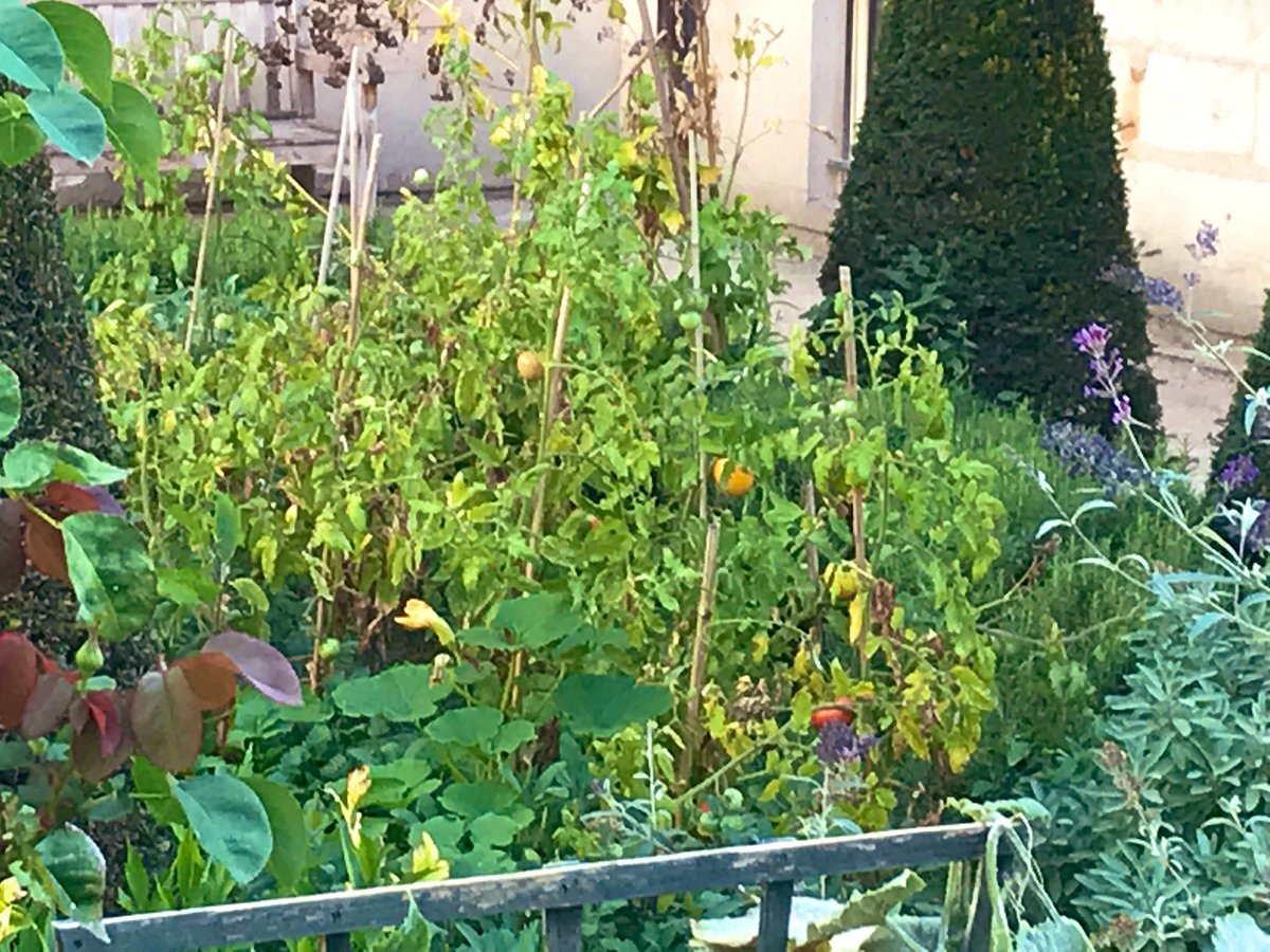 ArielWeilT's tweet photo. Un peu de saine compétition entre le compost des jardiniers de la ville et celui des @JardiniersDu4em côtes à côtes au jardin des Rosiers Joseph Migneret ! De l’autre côté du jardin, melons 🍈 du Marais et maous courges mais garanties sans OGM même si on a du mal à le croire. https://t.co/3nYJgqDFly