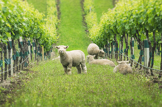 LostOakWinery's tweet photo. Let’s face it, grapes are delicious, and we are not the only ones who think so. Some of these critters are easier to keep out than others... read more in Angela's blog!   https://t.co/nRYXKmLlhn https://t.co/ns03xaAjxf
