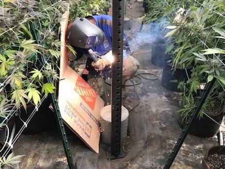 MMJ_Daily's tweet image. US (CA): Raising #greenhouses to allow for better #climate control @tcvddoolbv
mmjdaily.com/article/913804…