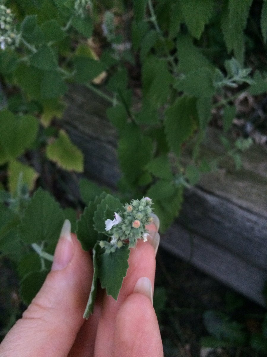 CrackForKitty's tweet image. Nipping flower buds to promote growth.