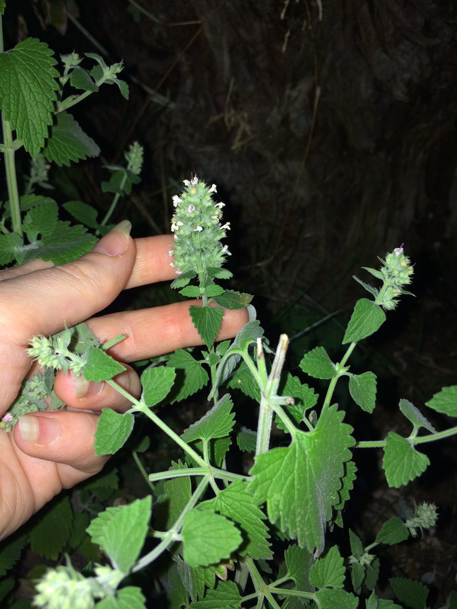 CrackForKitty's tweet image. Nipping flower buds to promote growth.