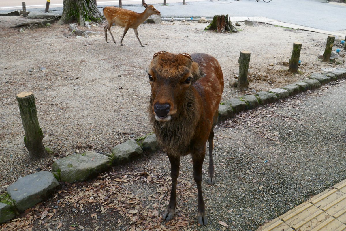 直樹 On Twitter たれ耳も角切られてた 犬みたい 鹿 奈良公園