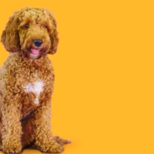 Never run out of dog food! 
How great would that be?
⠀⠀
Well, at Kasper &amp; Kitty we offer a special subscription service - we deliver nutritious ‘tailor-made’ food and treats to meet your pet’s unique dietary needs.
⠀⠀
Want to try 2 weeks for free?  👉🏻buff.ly/2Zo2ADX