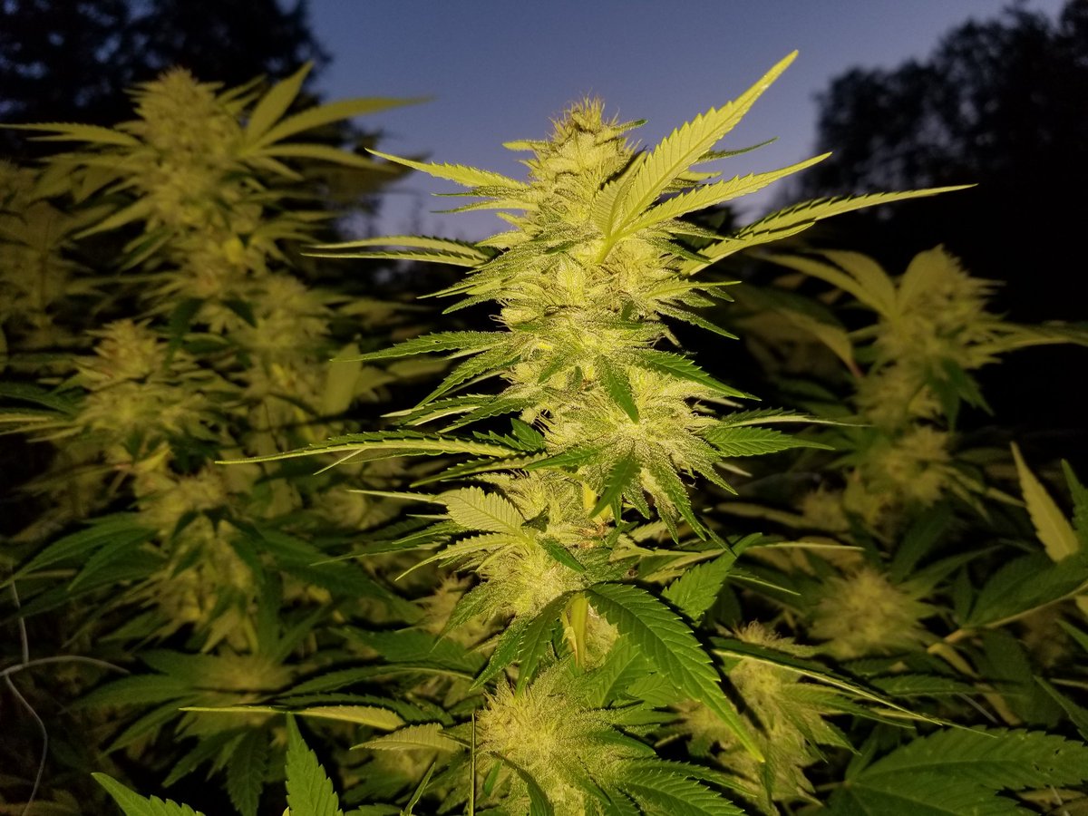 MBreedinger's tweet photo. #Phoenix3 our own phenotype of AC/DC.. after flipping her it turned a CBD plant, into a high THC plant. Testing above 22+%.. #Cannabis https://t.co/w1SDxVQsI2