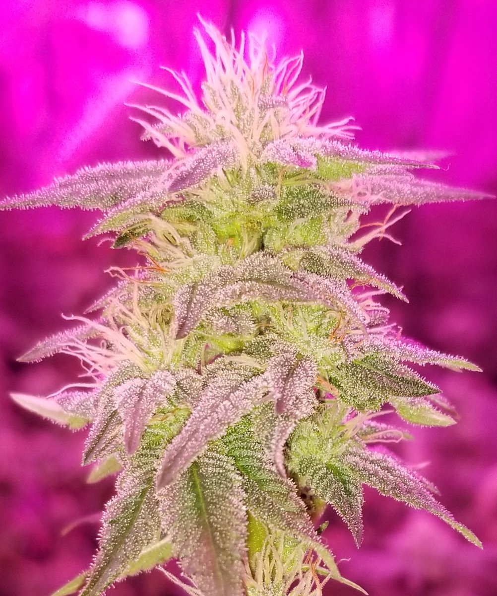 MBreedinger's tweet photo. #Phoenix3 our own phenotype of AC/DC.. after flipping her it turned a CBD plant, into a high THC plant. Testing above 22+%.. #Cannabis https://t.co/w1SDxVQsI2