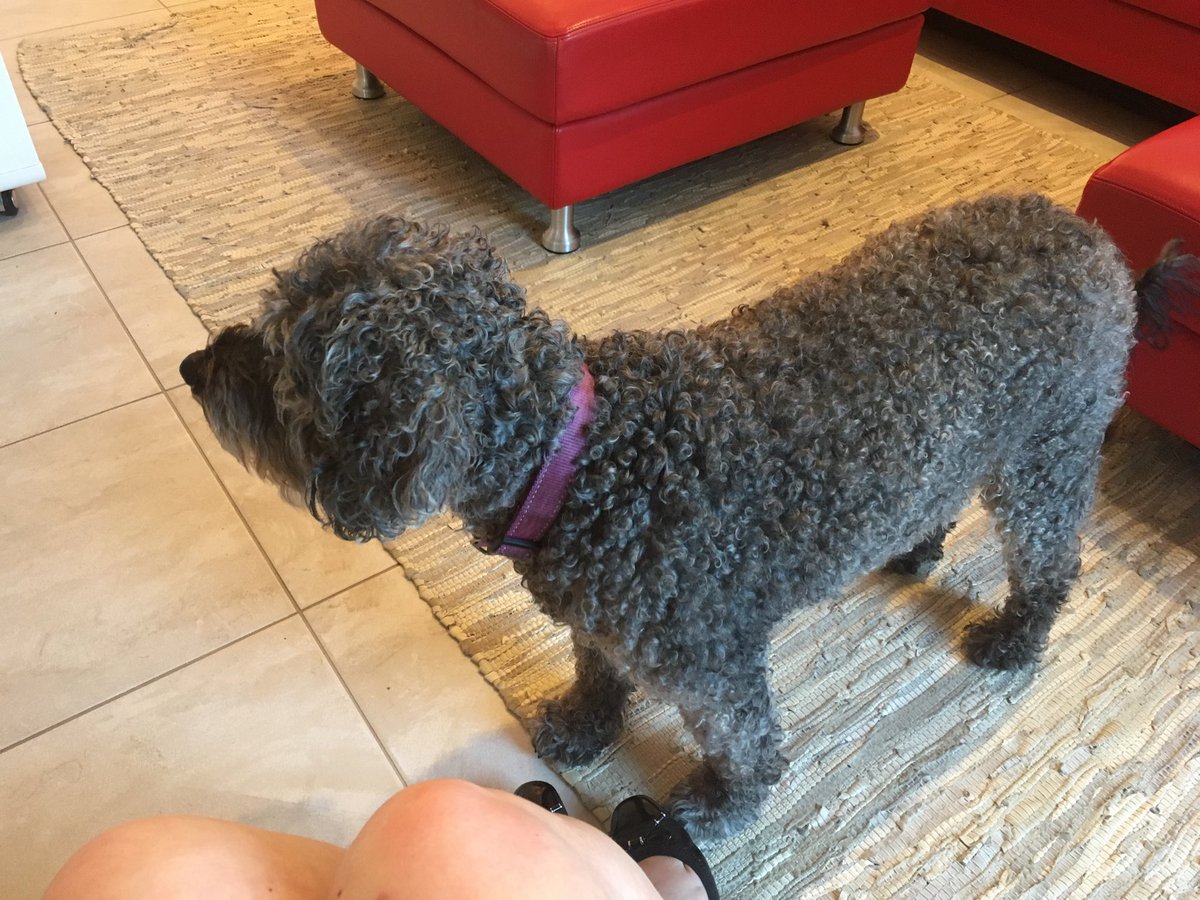 misstravels's tweet photo. Vale, Ruby. You were so good to us and I am forever grateful for the 13 years of happiness. I never loved anyone who smelt so bad! You’re irreplaceable. See you in heaven my lovely girl #mansbestfriend #bestdog #roodle #rottweilerpoodle #dog #dogobituary https://t.co/wOMiLXDq5Z