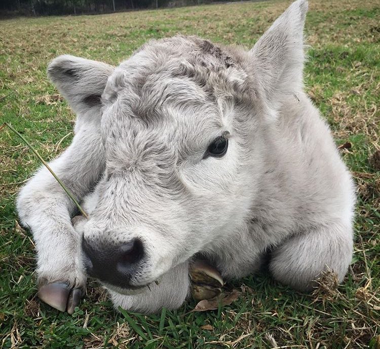 🗓 31st August 2019
🐮 Quintus 
🏷 Instagram/benview.mg