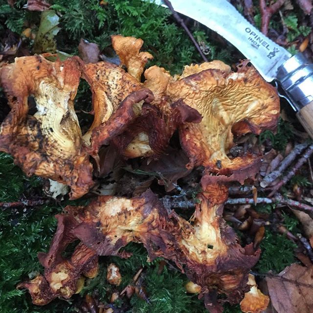 Mark Williams tweet media