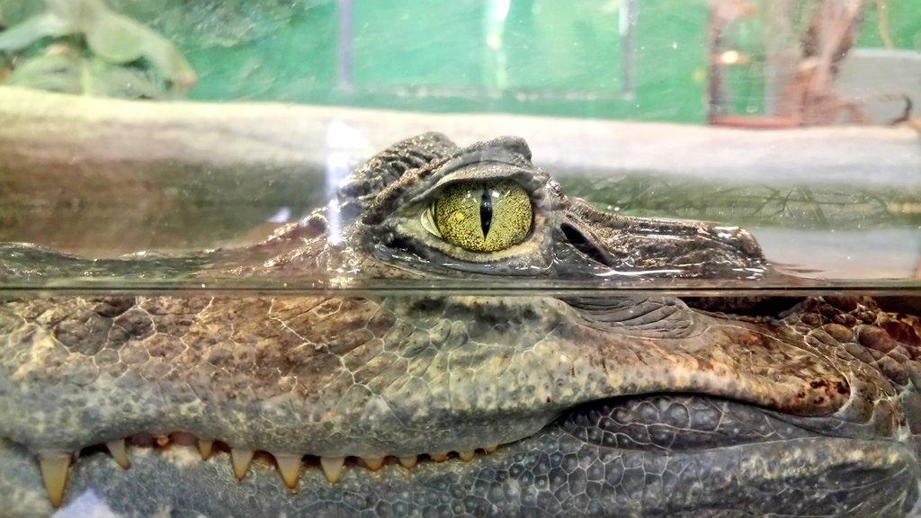 SLNorman_'s tweet photo. Had a fantastic day yesterday at @CrocsOfTheWorld doing more research for my next book! Amazing place to see incredible animals! https://t.co/lJhzlEJUYG