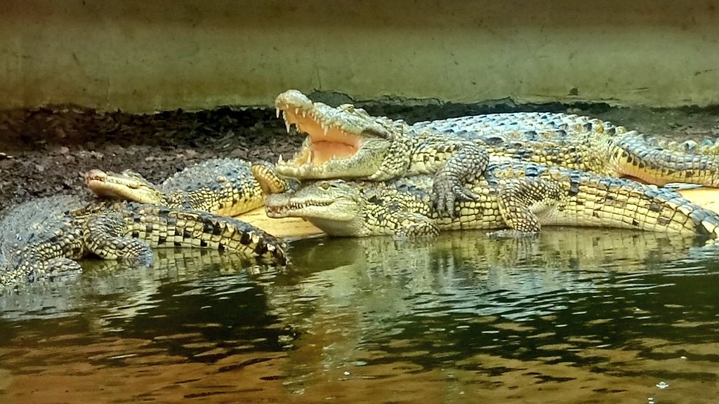 SLNorman_'s tweet photo. Had a fantastic day yesterday at @CrocsOfTheWorld doing more research for my next book! Amazing place to see incredible animals! https://t.co/lJhzlEJUYG