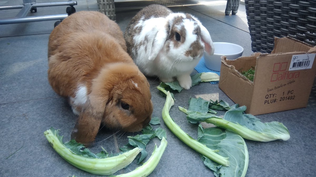 Met dank aan <a href="/albertheijn/">Albert Heijn</a> Dalem Tilburg voor de sponsoring.👍😃🐰🐰