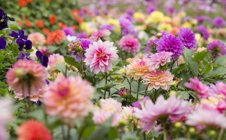 GroMorIreland's tweet photo. What a #summer it has been! 🌼 Stay with us for our Gro Mór gardening tips &amp; tricks, as we head into September and the #autumn months ahead. If you want to get a head start, click here for some of our quick growing tips: https://t.co/HL6McZINAy https://t.co/zhLWhvDuNh