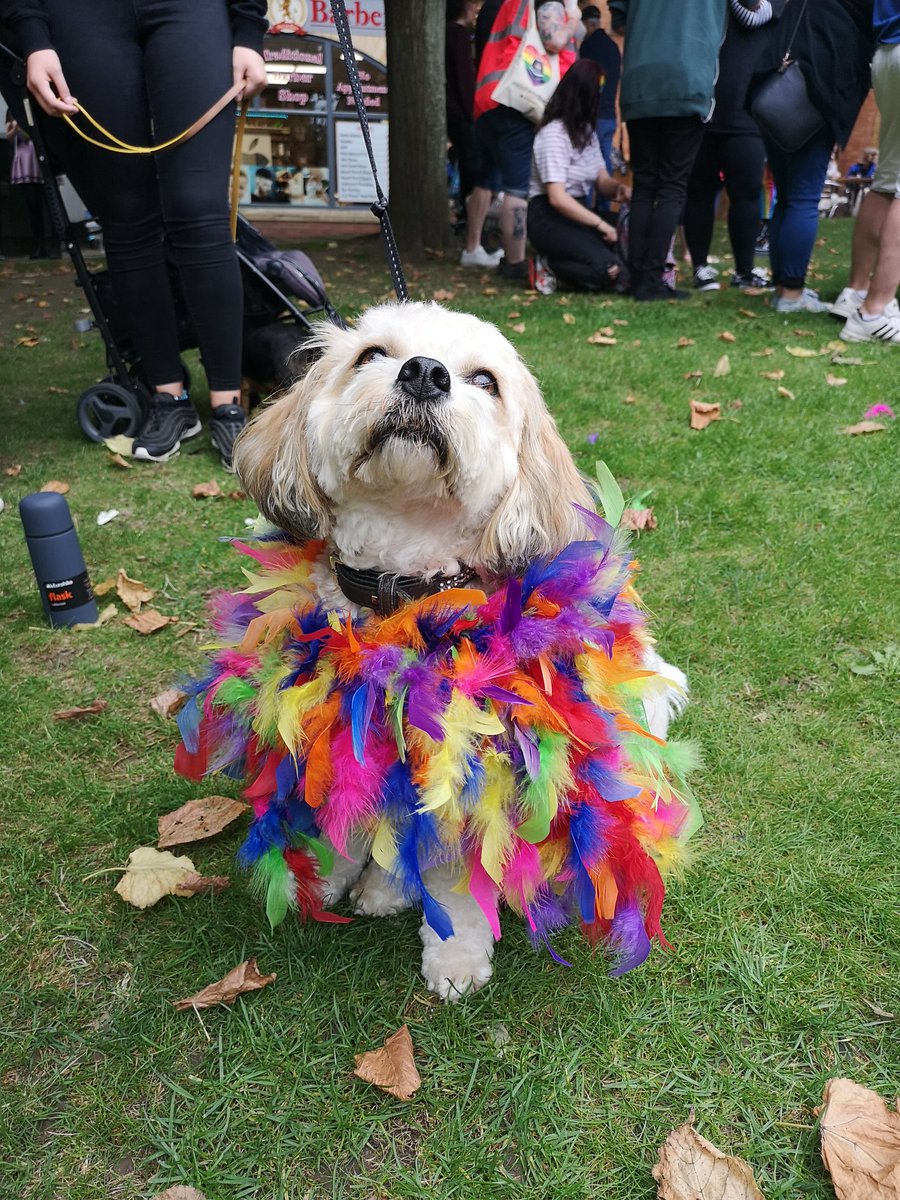 yeovilpride's tweet photo. Meet Stanley!! Best outfit yet?... #dogsatpride @yeovilpride https://t.co/7wzq5xgckV