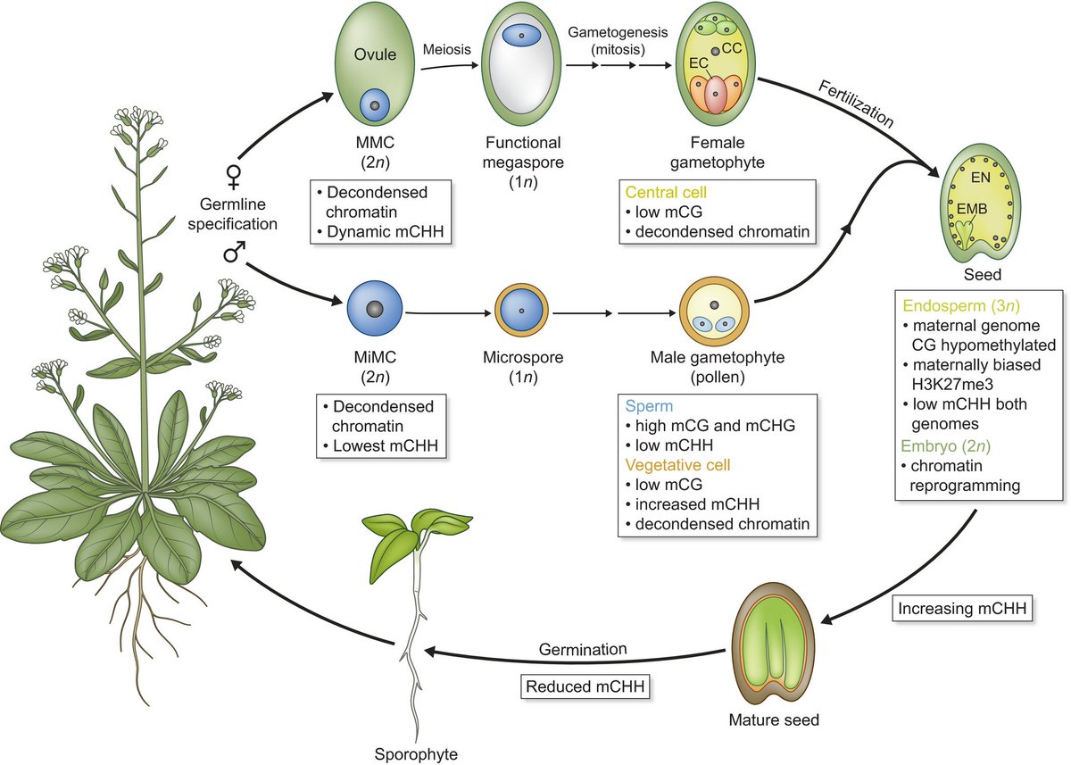 Plant Reproduction Diagram Biology Diagrams