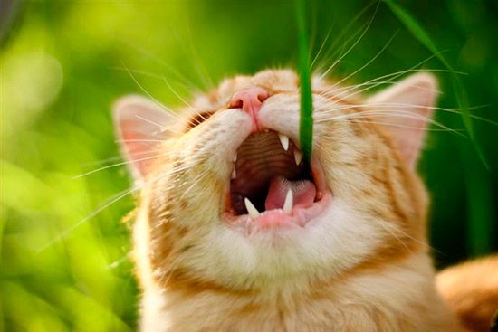 Un estudio revela por qué los #gatos comen hierba bit.ly/2ZiwRb0