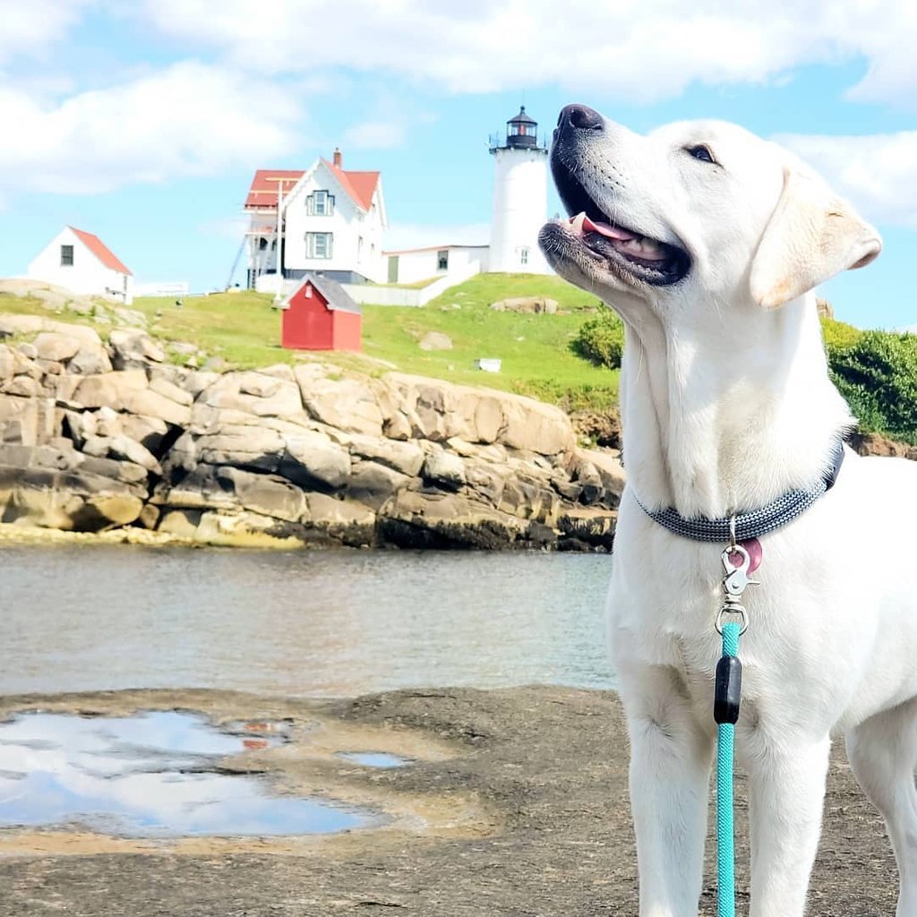 We love lighthouses too Sperry!

Check out our lighthouse crate! Full of Made in Maine goodies! 

📸 @sperry_bean 

#madeinmaine #buylocal #cratefullofmaine #lighthouses #mainelighthouses #mainecoast #boxofmaine #dogs