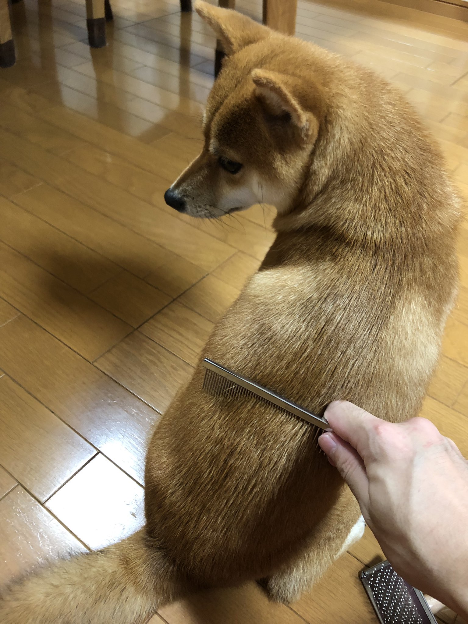 ねこかん 見返り美人 犬 柴犬 T Co Z5ylcojsqr Twitter