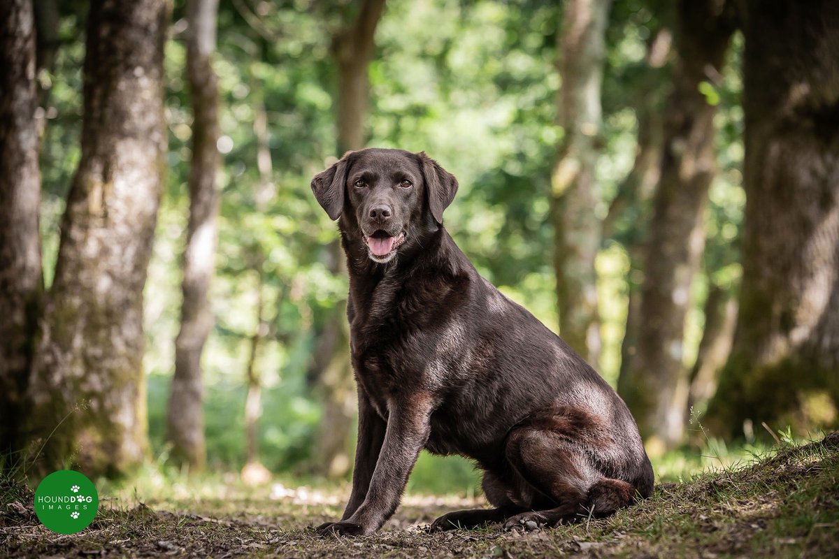 MegaMegaMegGeo's tweet photo. PLEASE VOTE FOR MEG TO WIN DOG OF THE MONTH!

**Please click on the link and like it - likes on this tweet do not count! 🙂**

https://t.co/3DfrzMkiBQ

Sign in to Facebook then like 👍🏼 or love ❤️ the photo! It’s that simple!

Please RT!

Thank you!

#labrador #win #competition https://t.co/lc5h19G70d