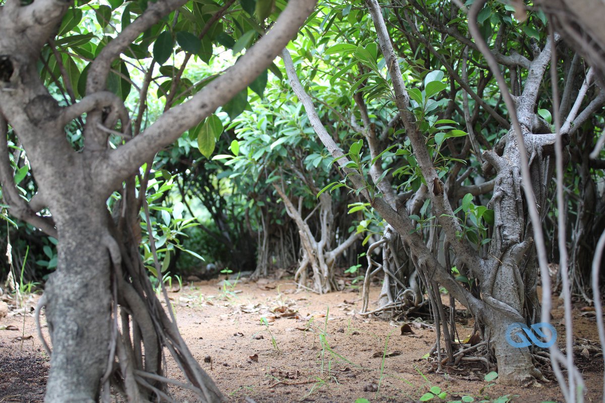Peculiar_offl's tweet photo. Bonsai Forest 🌳#bonsai #forest #nature #naturephotography #canon #dslr #naturelove #blogger #peculiarphotography #tree #chennai #rajeevgandhi #memorial #chennaitimes #beautiful #evening #eveningblue 📸 https://t.co/k7pIvEkHwC