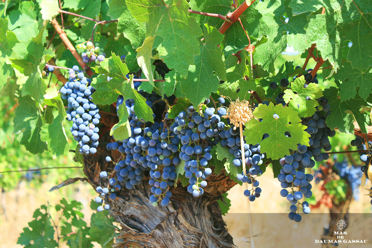 MasDaumasGassac's tweet photo. The harvest of this #incredible, surprising and unrivalled 2019 vintage is starting soon. 🍇🍇🍇 
We are looking forward! We start monday. 🍃 https://t.co/lZ1qviJjEu