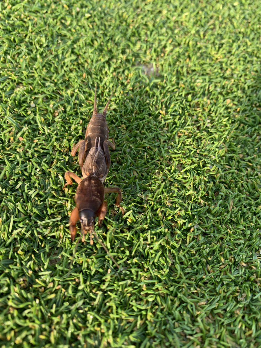Miketeatum's tweet photo. My first Northern mole cricket sighting. If it wasn’t for @forbettergolf and @TurfEnto I would have thought it did not belong here also. #learnfromtwitter https://t.co/rtep1jmsLu