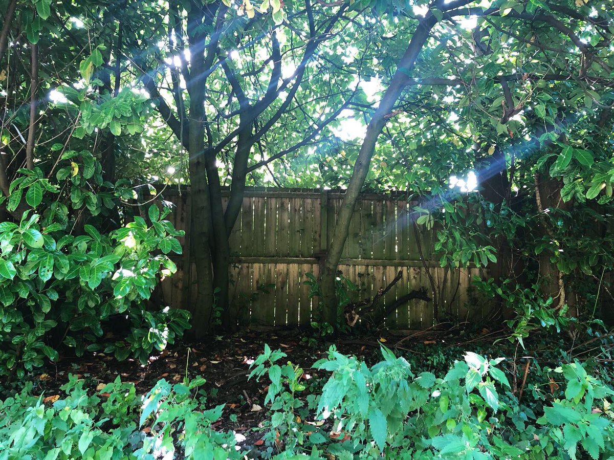 Dawn Watson On Twitter Realised My Garden Backs On To An