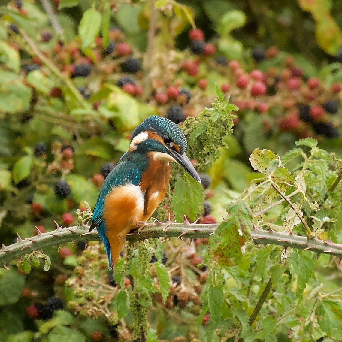 John Seymour on Twitter "Male adult and juvenile kingfishers near