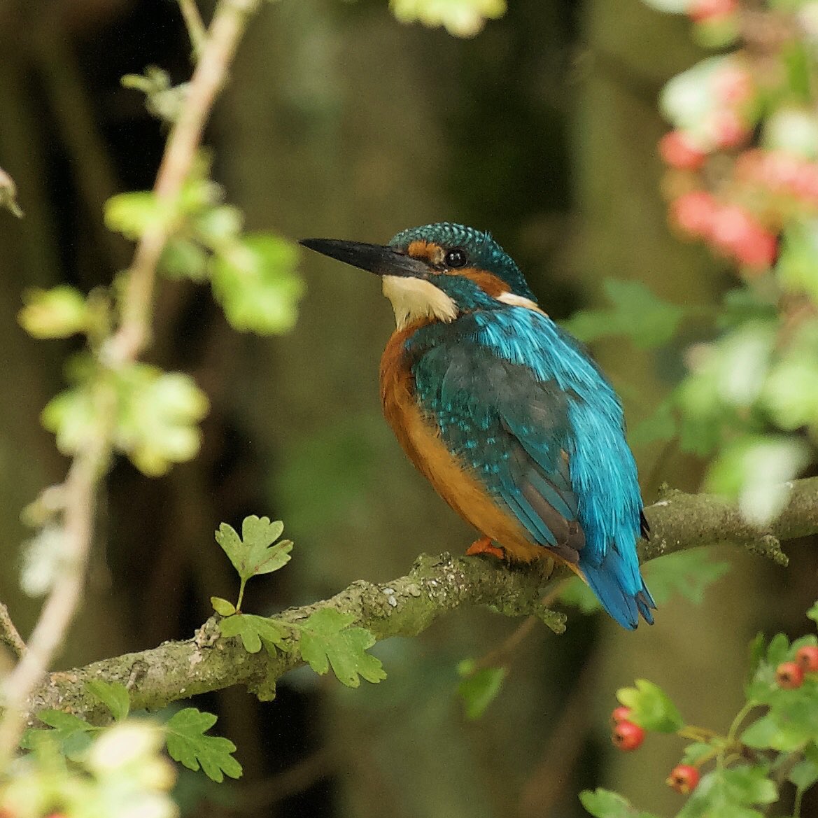 John Seymour on Twitter "Male adult and juvenile kingfishers near