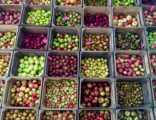 DrinkingCiders's tweet photo. Lost apple varieties are making a comeback in cider renaissance #lostapples #cider #drinkcider #heirloom https://t.co/KFm1fCXlV4 https://t.co/j3zwGpjEqm