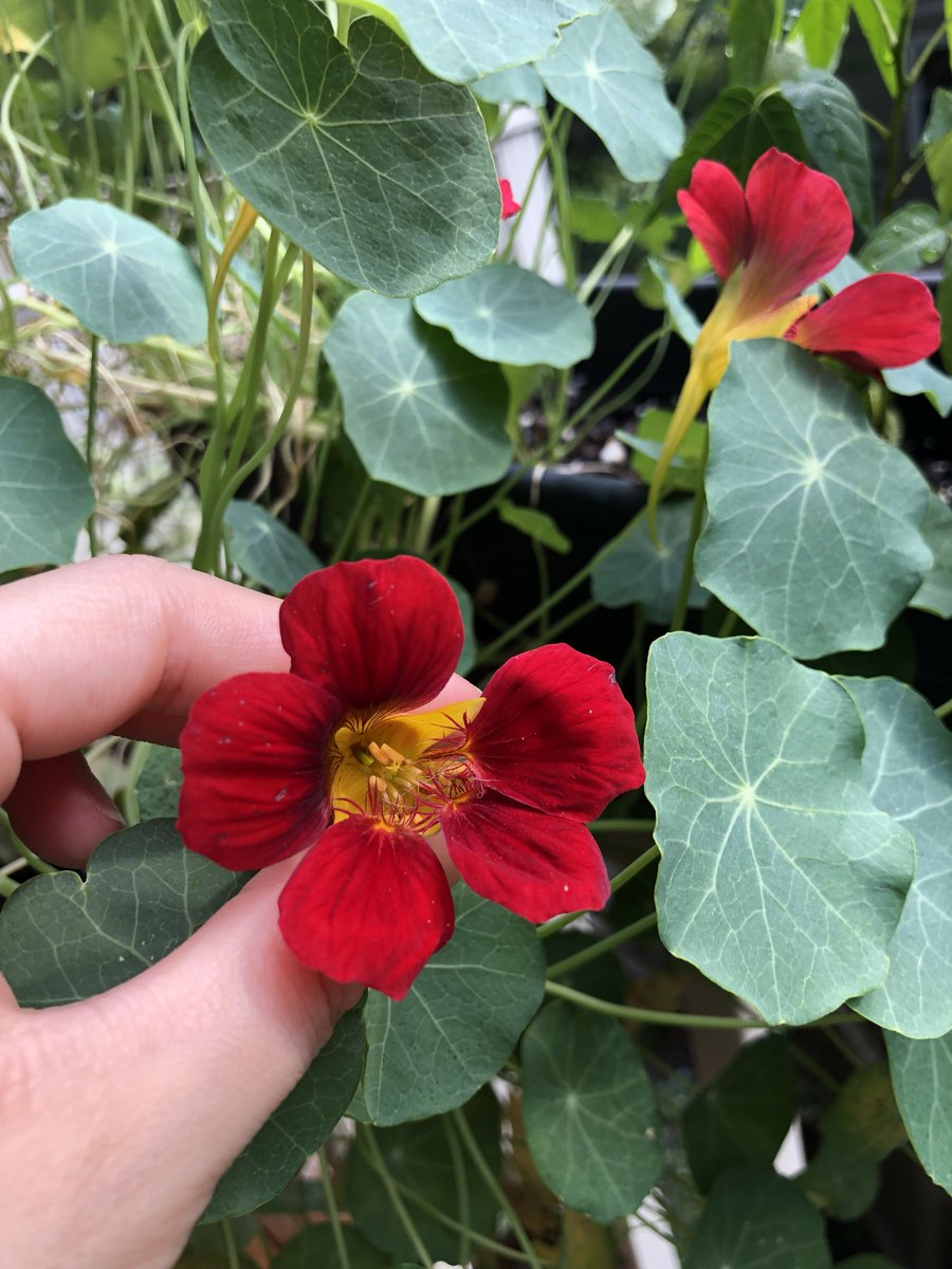 TaprootASMR's tweet photo. I wish you could see these nasturtium blooms in person. When the sun shines through them, they're hot pink! #notquitehouseplants #deckplants #plants #nasturtiums https://t.co/Lw6BO1NM5p