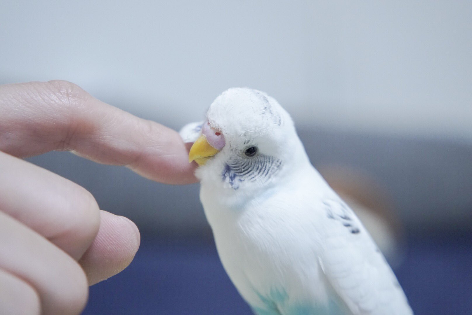 K Ji たまには可愛いうちの子たちも晒す いんこ パールパイド オカメインコ 白ハル 白ハルクイン セキセイインコ Cockatiel Cockatiels カメラ好きな人と繋がりたい 私のファインダー越しの世界 鳥写真 動物写真 Animalphotography T