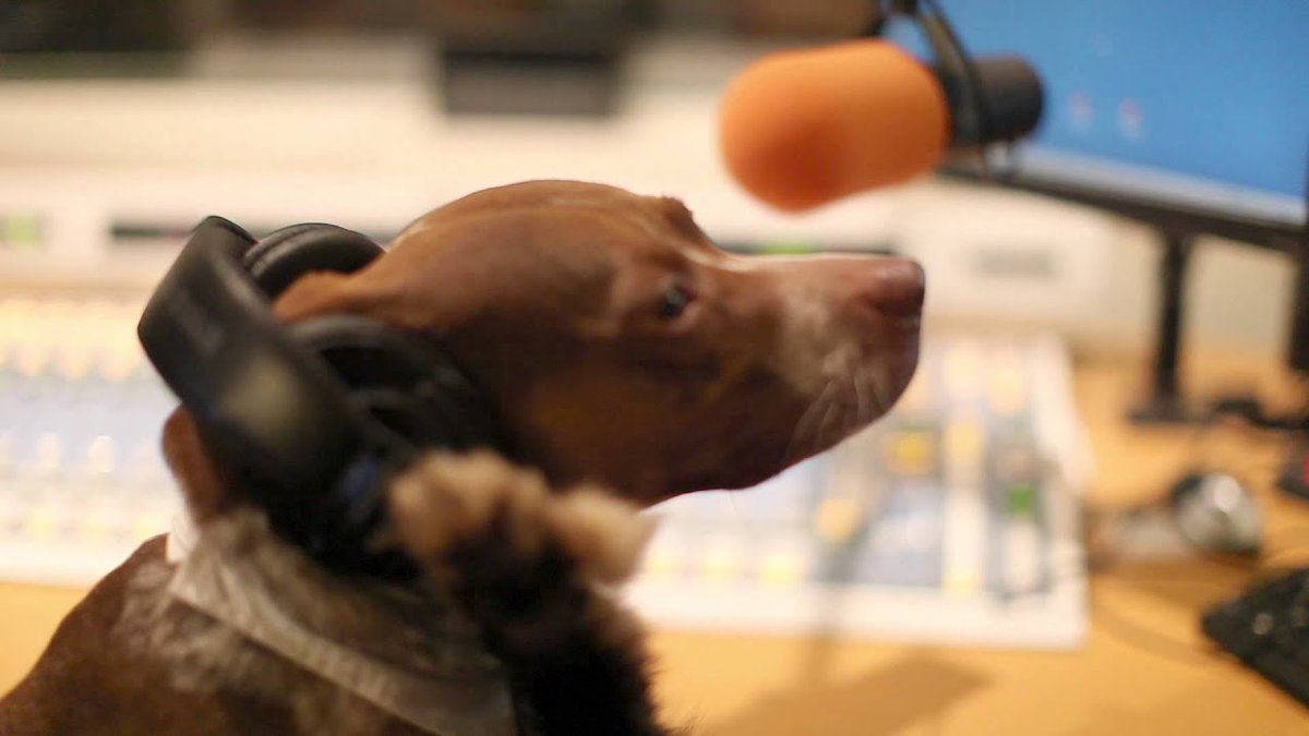 Radio pets. Собака и радио. Щенок радио. Собачье радио. Собака на радиостанции Мем.