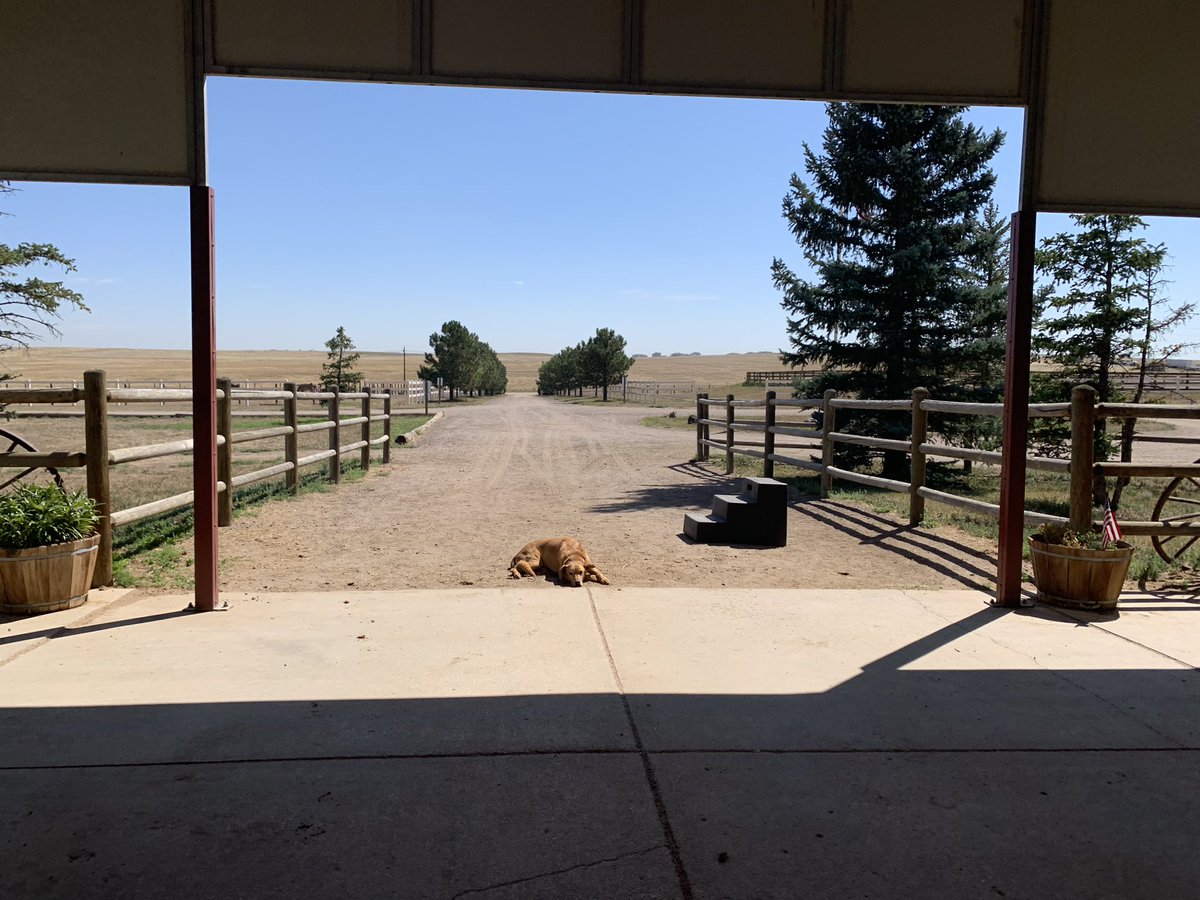 littleraven1's tweet photo. Barn dog thinks he owns the place and can sleep anywhere 😆 https://t.co/5nAVuoKl2l