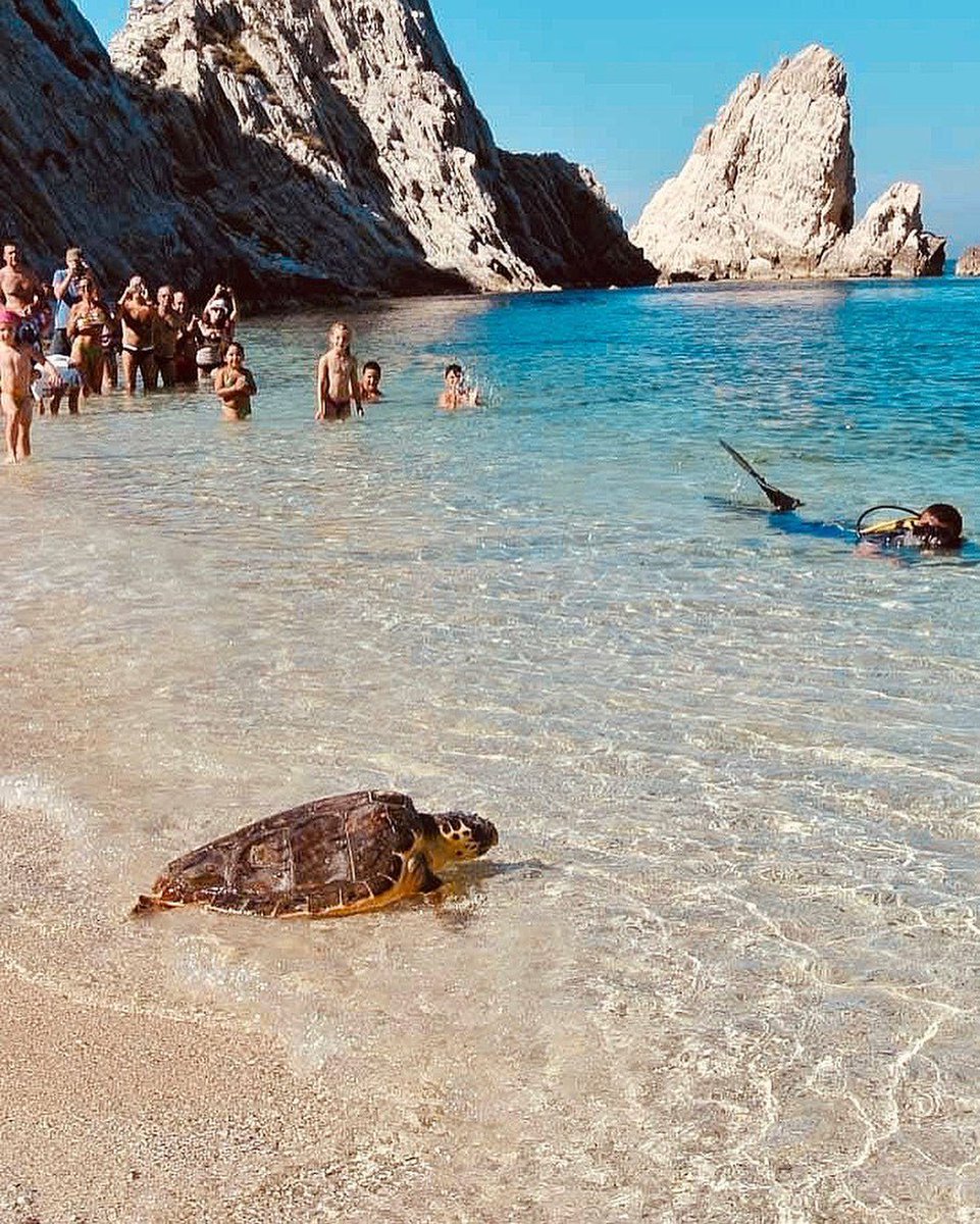 Sapete cos'è il #TartaDay? Il rilascio delle tartarughe alla spiaggia delle Due Sorelle.Un evento unico finalizzato alla salvaguardia delle Tartarughe dell'Adriatico. Il prossimo si terrà il 2 settembre.

traghettatoridelconero.it/it/tartaday
#destinazionemarche

Foto IG di frank.formisano .