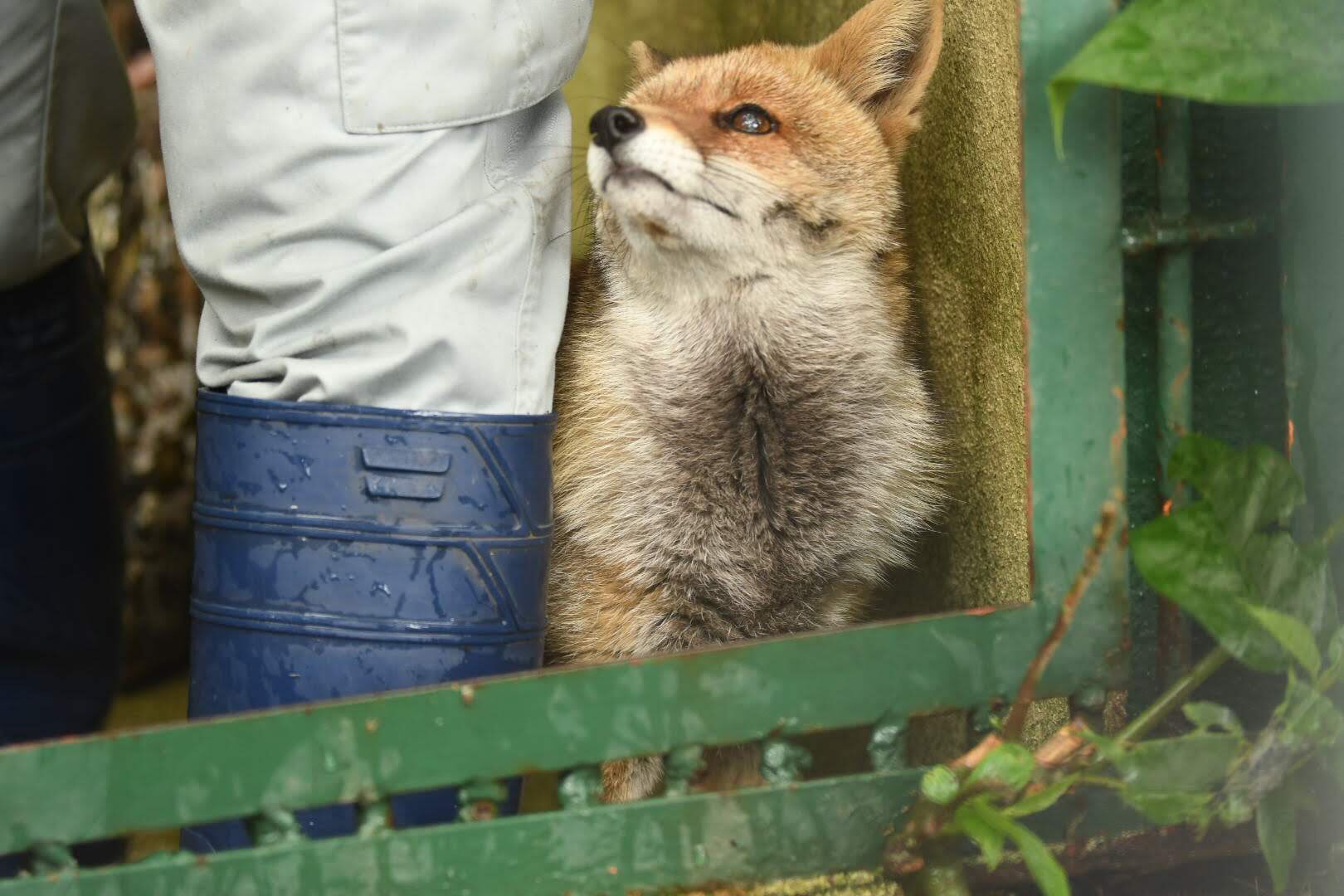 Twitter 上的 たおハウス 飼育下のホンドさんの中で飼育員さんが好きすぎるキツネさん暫定一位のツネキチさん 掃除やご飯の時間に飼育員さん入ってくると本当にべったりで可愛らしいんです 福岡市動物園 ホンドギツネ きつね T Co