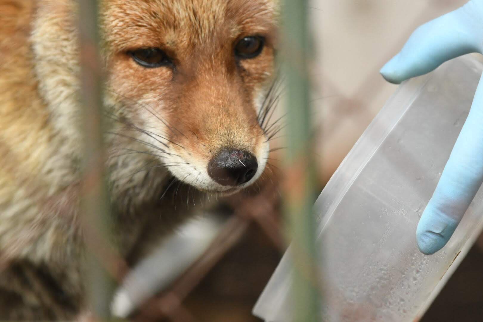 Twitter 上的 たおハウス 飼育下のホンドさんの中で飼育員さんが好きすぎるキツネさん暫定一位のツネキチさん 掃除やご飯の時間に飼育員さん入ってくると本当にべったりで可愛らしいんです 福岡市動物園 ホンドギツネ きつね T Co