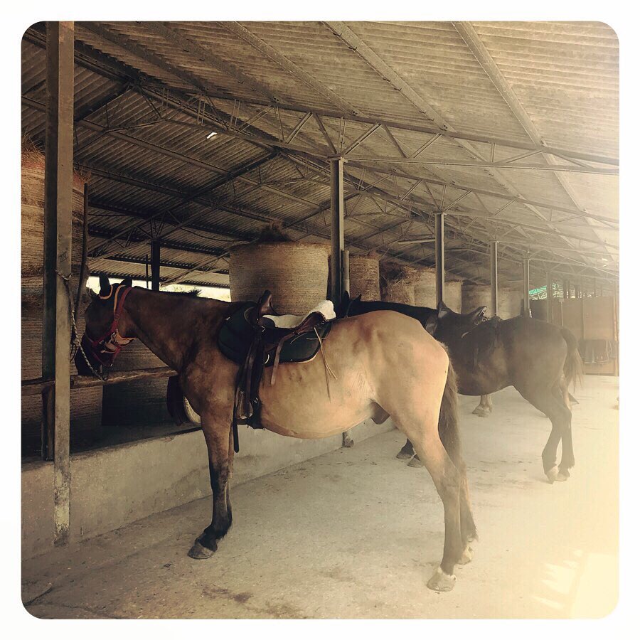 DanielaCesarei's tweet photo. When you need to unwind.. โฃโฃโฃโฃโฃ
โฃ
๐โฃ
#sadle #horseleash #horse #outriding #bridle #ridingaway #intothecountryside #horsebackriding #gettingready #horsestables #travel #myhorseiscalledchico #countrygirl #countryside #travelphotography #unwind #tuscany #italy https://t.co/UgmsSXGaG9