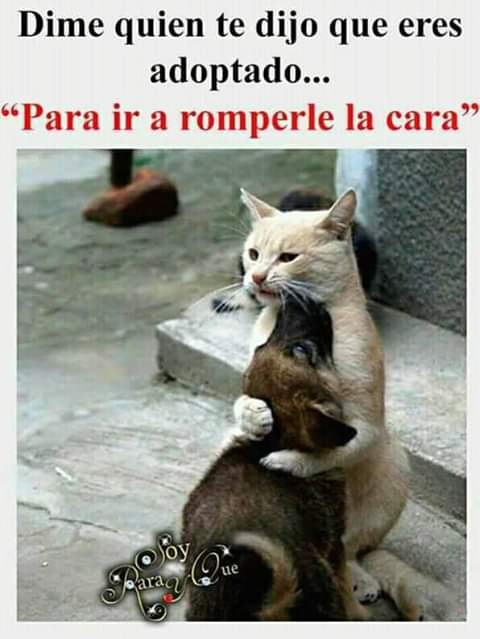 carolencasa's tweet photo. ¿Quien te dijo que eres adoptado pa' romperle la cara? https://t.co/HuLCGx41f0