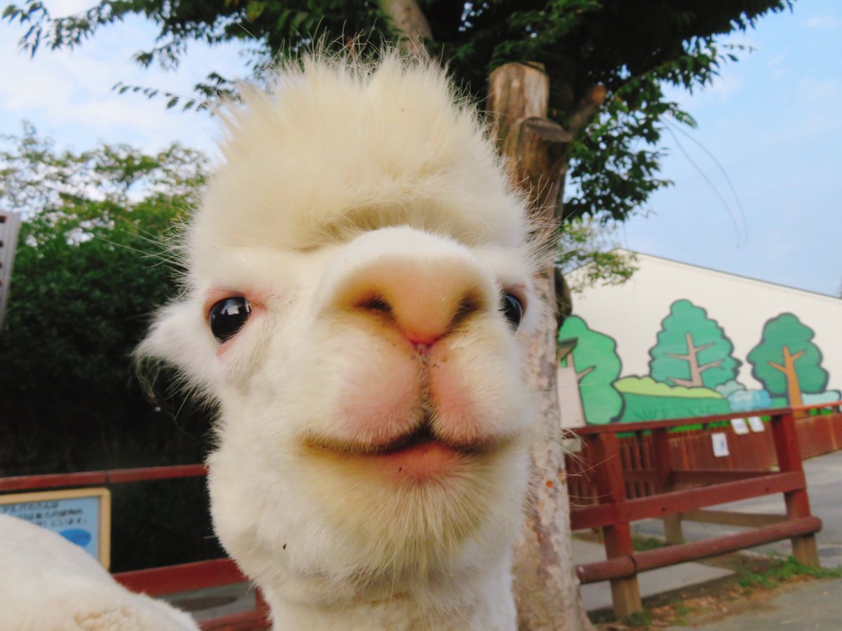 dogfood_star's tweet photo. さくまし（♥・ω・♥）
#東武動物公園 #アルパカ #ましろ #SKRI https://t.co/V4CBCDEc5v