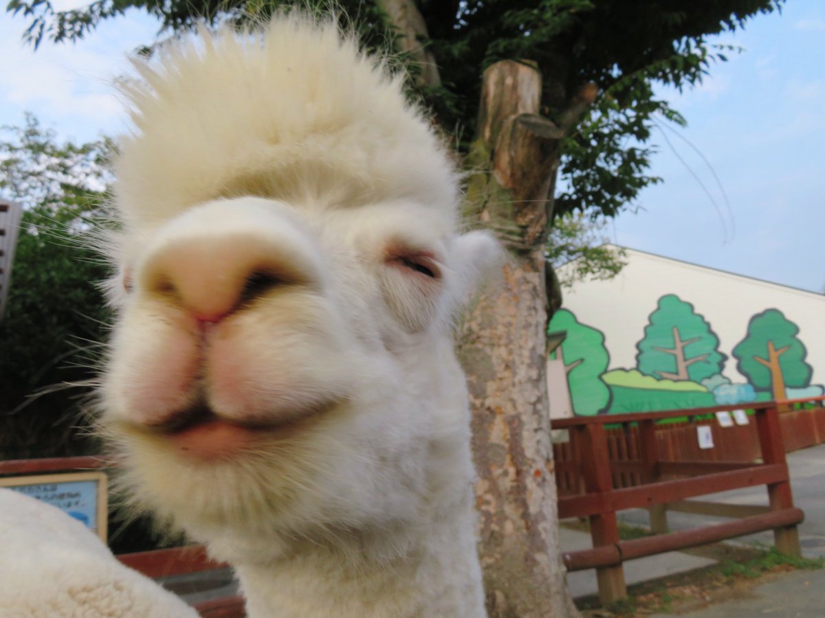 dogfood_star's tweet photo. さくまし（♥・ω・♥）
#東武動物公園 #アルパカ #ましろ #SKRI https://t.co/V4CBCDEc5v