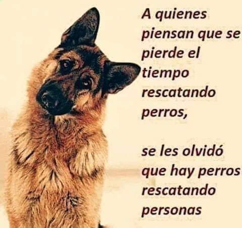 carolencasa's tweet photo. ¿Se pierde el tiempo rescatando perros?

¿De les olvida que hay perros rescatando personas?

Los peludos son seres vivos que merecen todo nuestro amor... 🐾💕😍😍😍 https://t.co/uVtCqJBYGu