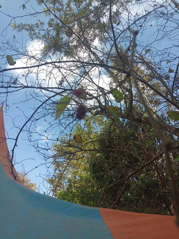 MwambaAnalytics's tweet photo. @JohnWambua07 Tree: [94.0% confidence], Plant: [94.0%], Building: [89.1%], Architecture: [89.1%]  https://t.co/swKtERo01G https://t.co/Jv1AHvXyHW