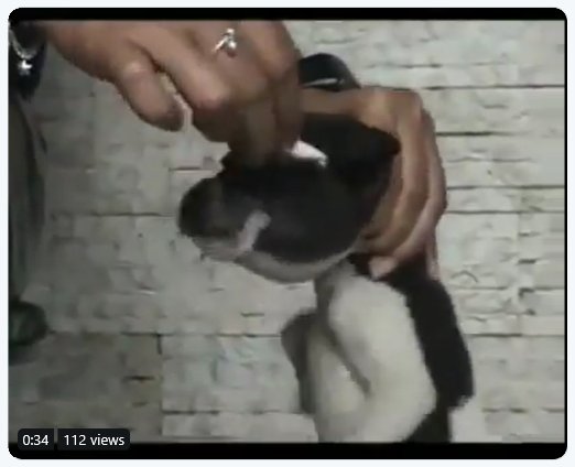 Protect_Wldlife's tweet photo. PLS RT TO HELP CATCH THIS SADISTIC ANIMAL ABUSER!

The video is far too graphic for even me to show!

This evil waste of oxygen repeatedly pokes a cigarette in the eyes of the poor puppy then twists and breaks its paw 🤬🤬!
@RickyGervais

There is NO excuse for #AnimalAbuse EVER! https://t.co/mkBXpX9Lsi