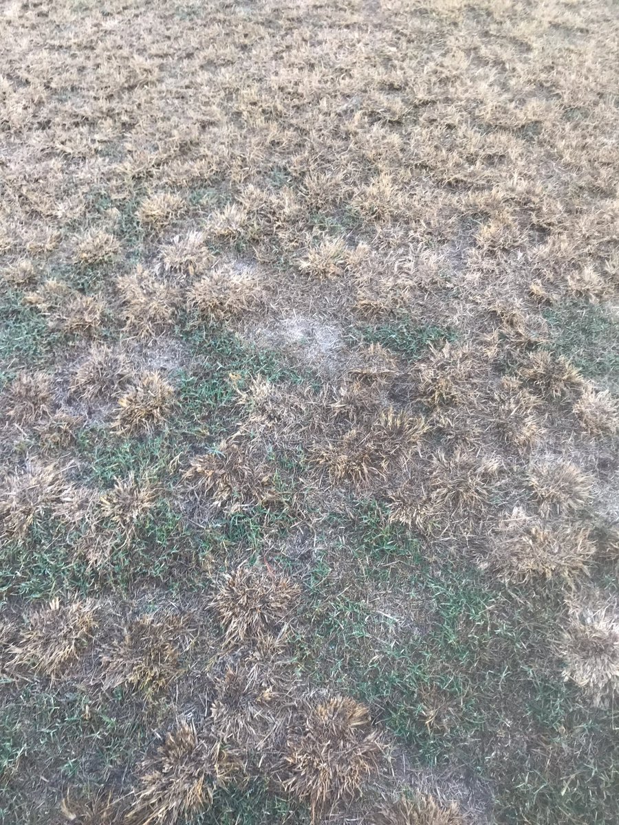 msudawg2004's tweet photo. Customer I helped with a terrible goosegrass infestation on their fairways.  I sprayed the pylex/speedzone combo 18 days ago and I’m a firm believe it is a game changer. https://t.co/bOlSgVCXxN