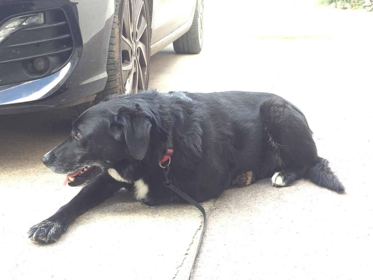 AineRyan3's tweet photo. Found #dog in #Ballymacarbry, very friendly, loves belly rubs, red collar. #lostdog #DogsofTwittter #Waterford @Deise_Sanctuary @Ballymacarbry @NireFourmile https://t.co/lLhWEu4tQS