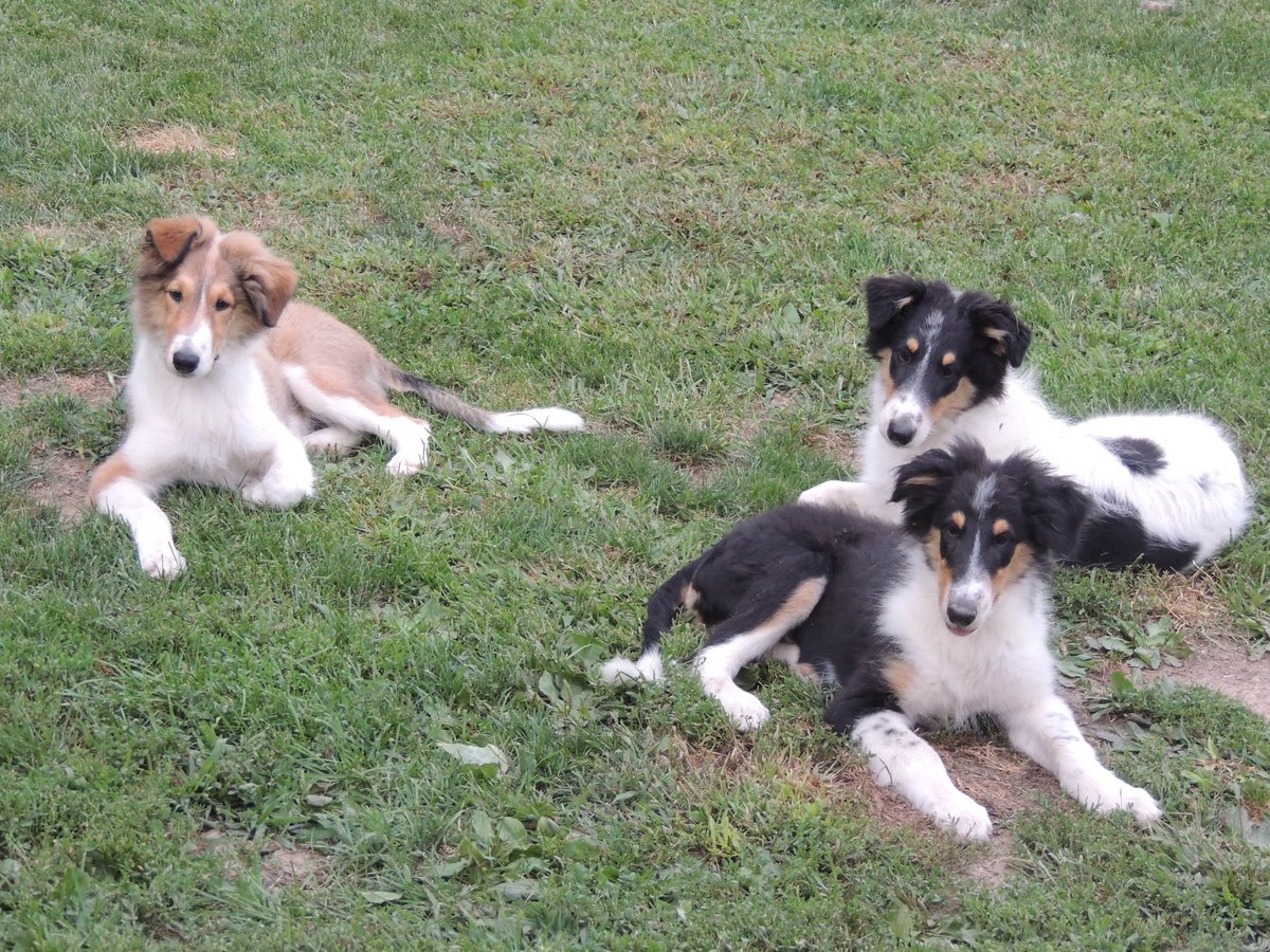 Robin Reed Collies Colliehouse Kennel & More (@Colliehouse) / Posts / X