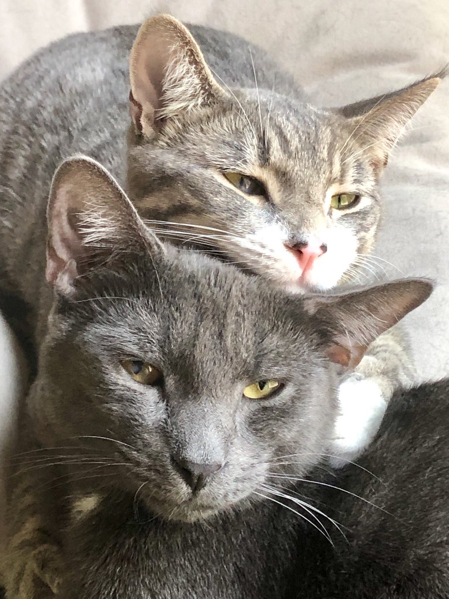 lmsheppard732's tweet photo. @AmyFreeze7 Here’s Franklin and Wilson looking outside at the beautiful day! https://t.co/xx2zpsePLC