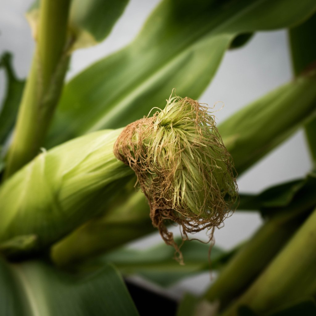 thegreenco's tweet photo. 🌽Our corn harvest has been miserable. We only have 2... maybe 3 ears. BAH! We used Tatonka and Painted Mountain seeds but the main culprit we think was the heat. Last year me messed up pollination, this year watering, but we are not giving up! Third year's the charm? 
#cornlife https://t.co/tNekaczyIy