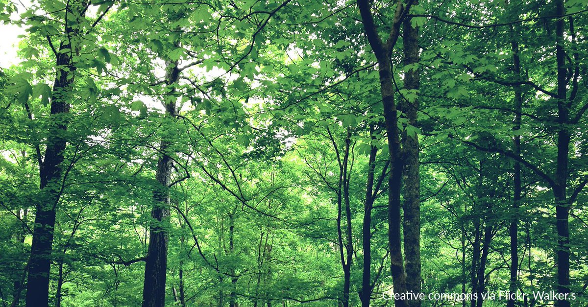 Call to action: looking for partners for #climate #forests. MEERGroen foundation, Delta Development Group and Park2020 management are looking for partners to initiate climate forests projects! For more information contact <a href="/FrankevdLaan/">Franke van der Laan</a> via  info@stichtingmeergroen.nl #klimaatbos