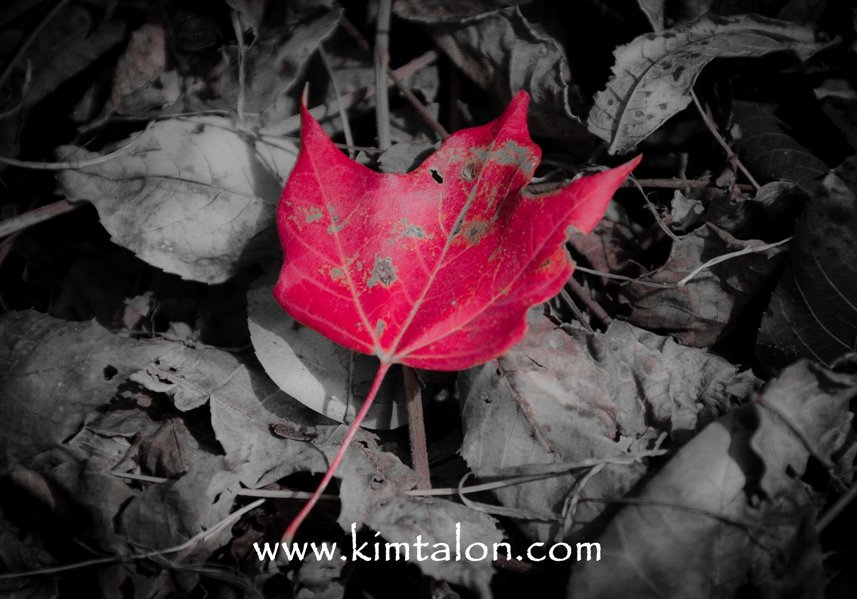 If lives mimics the four seasons
this is autumn 
newness of spring distant now 
summer of birth and bounty past
 
Like autumn leaves drifting on a brisk wind
collecting in  snug corners sporadically
loved ones gather close
before scattering on their way